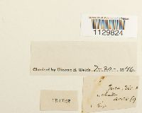 Fontinalis antipyretica image