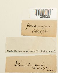 Fontinalis antipyretica image