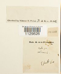 Fontinalis antipyretica image