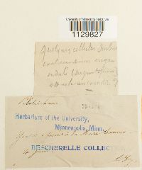 Fontinalis antipyretica image