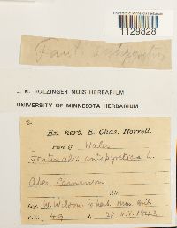 Fontinalis antipyretica image