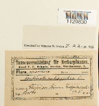 Fontinalis antipyretica image