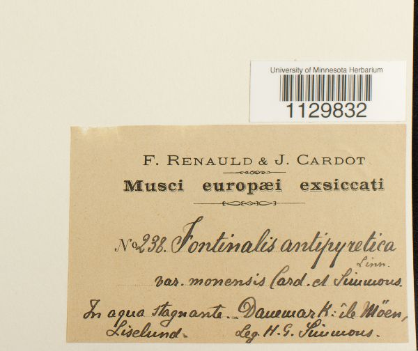 Fontinalis antipyretica var. monensis image
