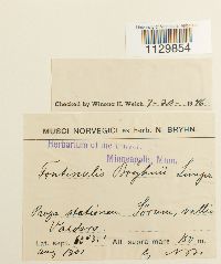 Media resource of Fontinalis bryhnii
