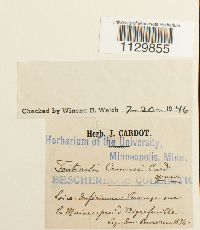 Fontinalis hypnoides image