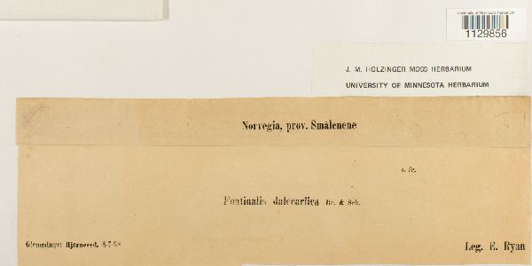 Fontinalis dalecarlica image