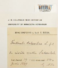 Fontinalis dalecarlica image