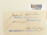 Fontinalis dalecarlica image