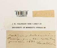 Fontinalis dalecarlica image