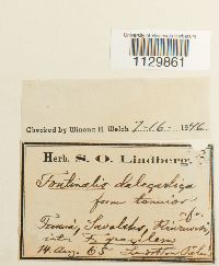 Fontinalis dalecarlica image