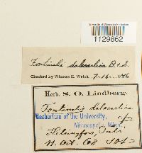 Fontinalis dalecarlica image