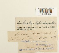 Fontinalis hypnoides image