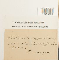 Fontinalis hypnoides image