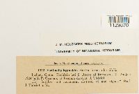 Fontinalis hypnoides image