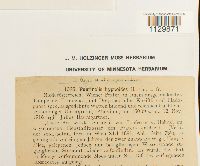 Fontinalis hypnoides image