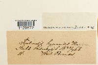 Fontinalis hypnoides image