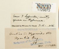 Fontinalis hypnoides image