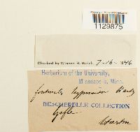 Fontinalis hypnoides image