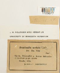 Fontinalis hypnoides image