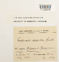 Fontinalis hypnoides image