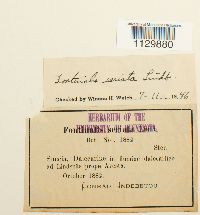 Fontinalis hypnoides image