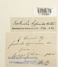 Fontinalis squamosa image