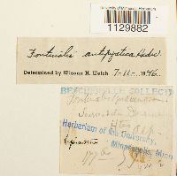 Fontinalis squamosa image