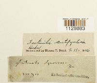 Fontinalis squamosa image