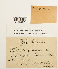 Fontinalis squamosa image