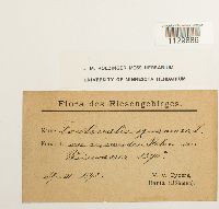 Fontinalis squamosa image