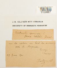 Fontinalis squamosa image