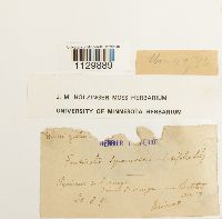 Fontinalis squamosa image