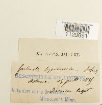 Fontinalis squamosa image