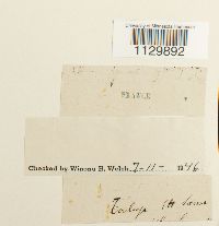 Fontinalis squamosa image