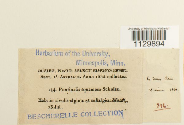 Fontinalis squamosa image