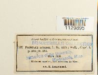 Fontinalis squamosa image