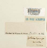 Fontinalis squamosa image