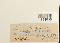 Fontinalis squamosa image