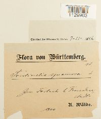 Fontinalis squamosa image