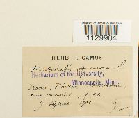 Fontinalis squamosa image