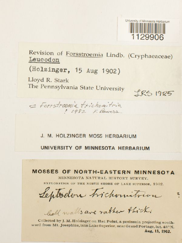 Forsstroemia trichomitria image