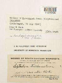 Media resource of Forsstroemia trichomitria