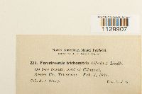 Forsstroemia trichomitria image