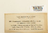 Forsstroemia trichomitria image