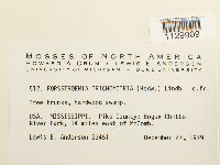 Forsstroemia trichomitria image