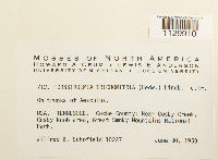 Forsstroemia trichomitria image