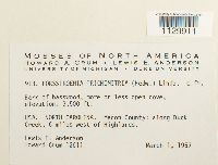 Forsstroemia trichomitria image