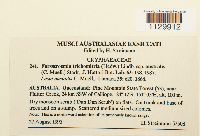 Forsstroemia trichomitria image