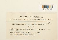 Forsstroemia trichomitria image