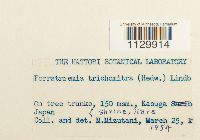 Forsstroemia trichomitria image